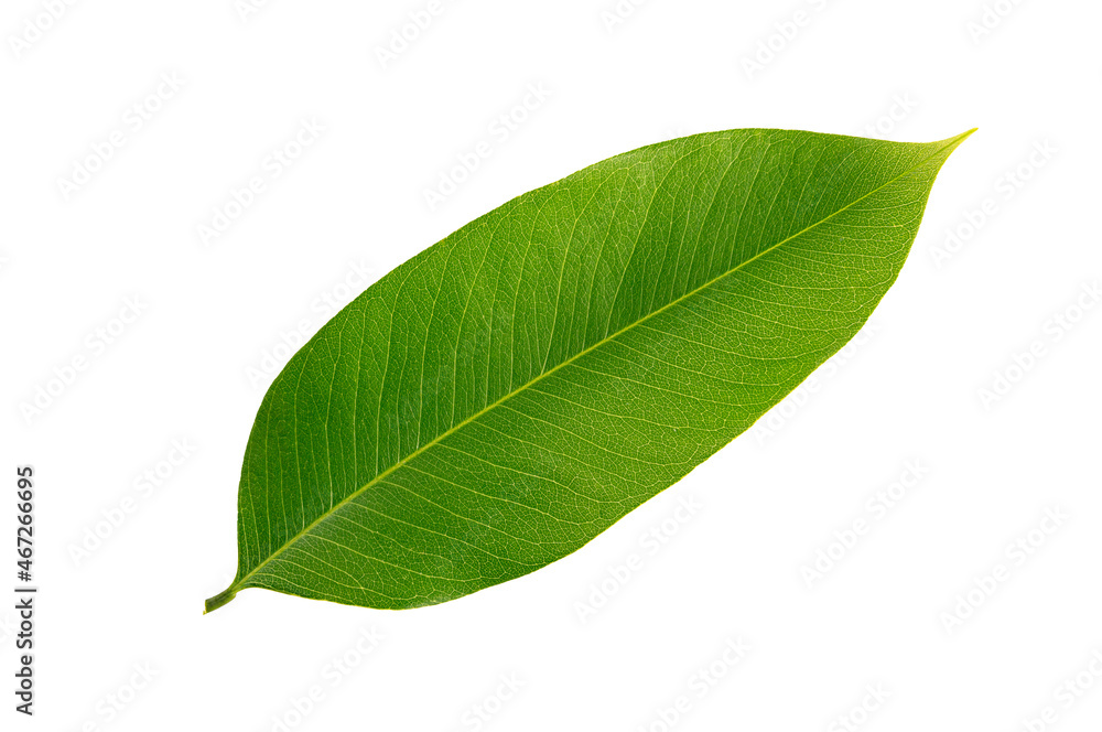 Obraz premium Green leaf isolated on white