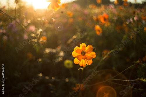 逆光で輝くオレンジコスモス © 瑛之 新井