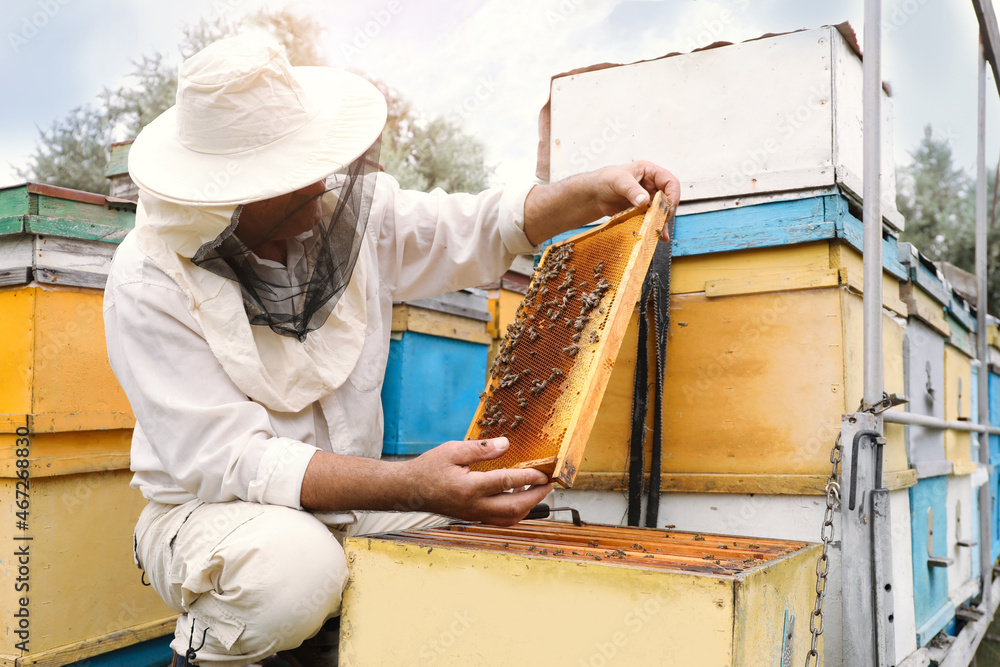 Beekeeper in uniform taking frame from hive at apiary. Harvesting honey Beekeeper in uniform taking frame from hive at apiary. Harvesting honey
