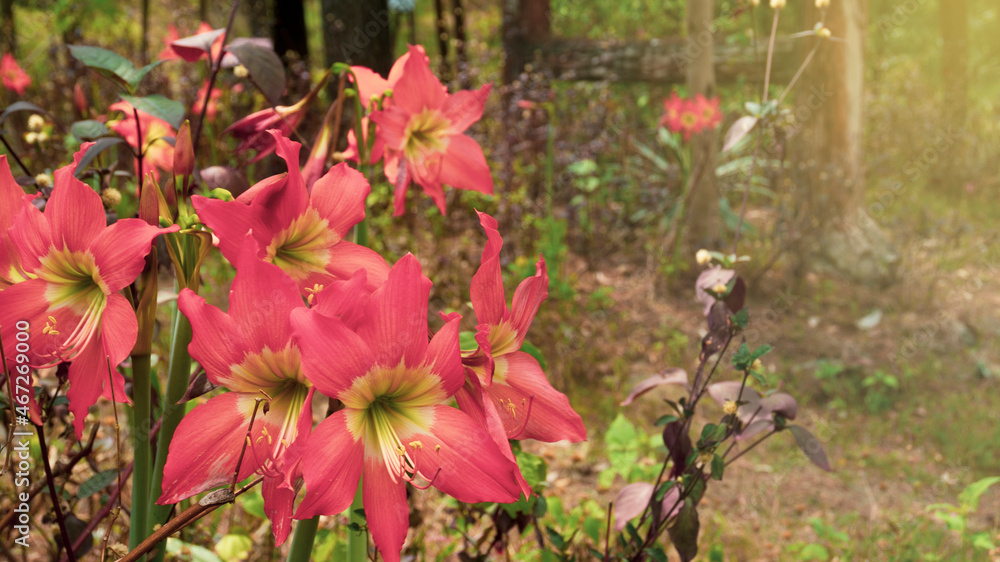 Obraz premium Beautiful lilies, growing wild on the edge of the forest.