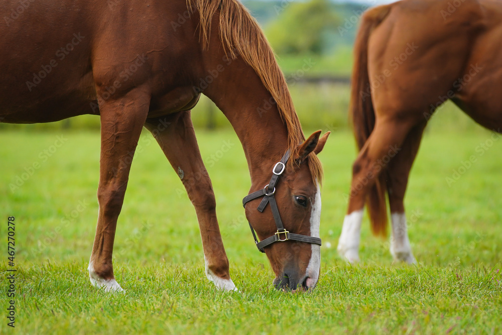 Obraz premium 放牧されている馬