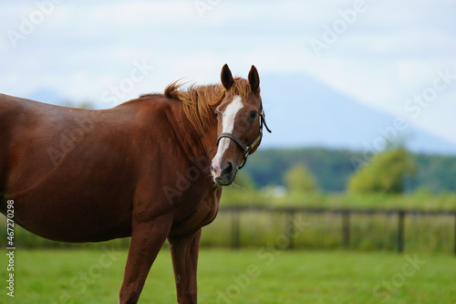 放牧されている馬 photo