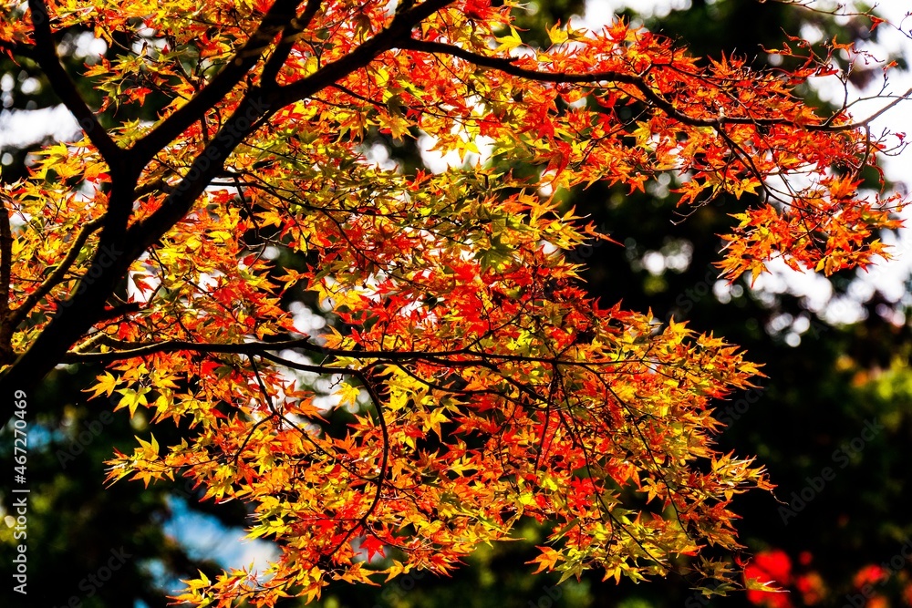 両子寺の紅葉