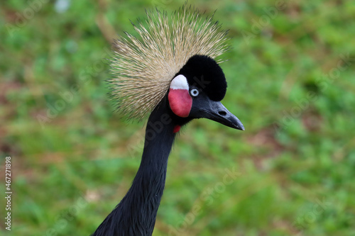 grey crowned crane