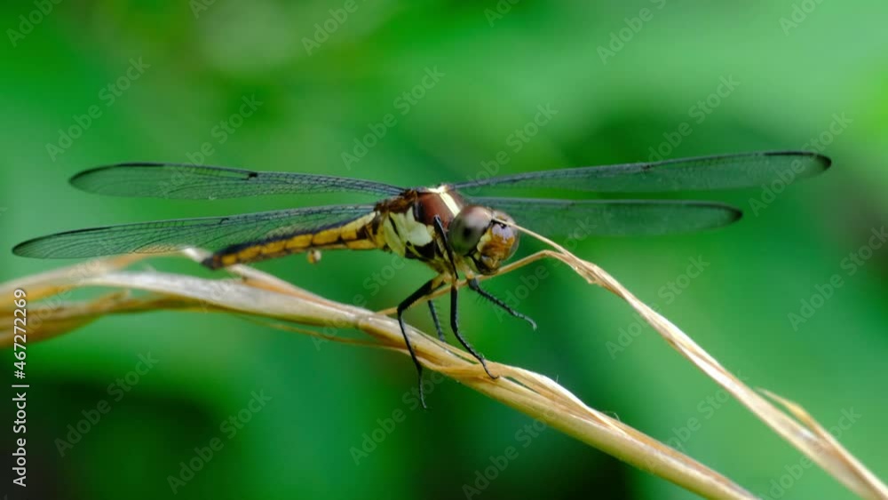 A female Slaty Skimmer (Libellula incesta) perched on a leaf. Raleigh, North Carolina. A female Slaty Skimmer (Libellula incesta) perched on a leaf. Raleigh, North Carolina.