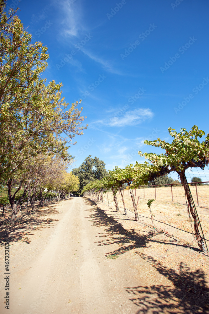 Dirt road through rows of vines in vineyard in wine country under blue sky Dirt road through rows of vines in vineyard in wine country under blue sky