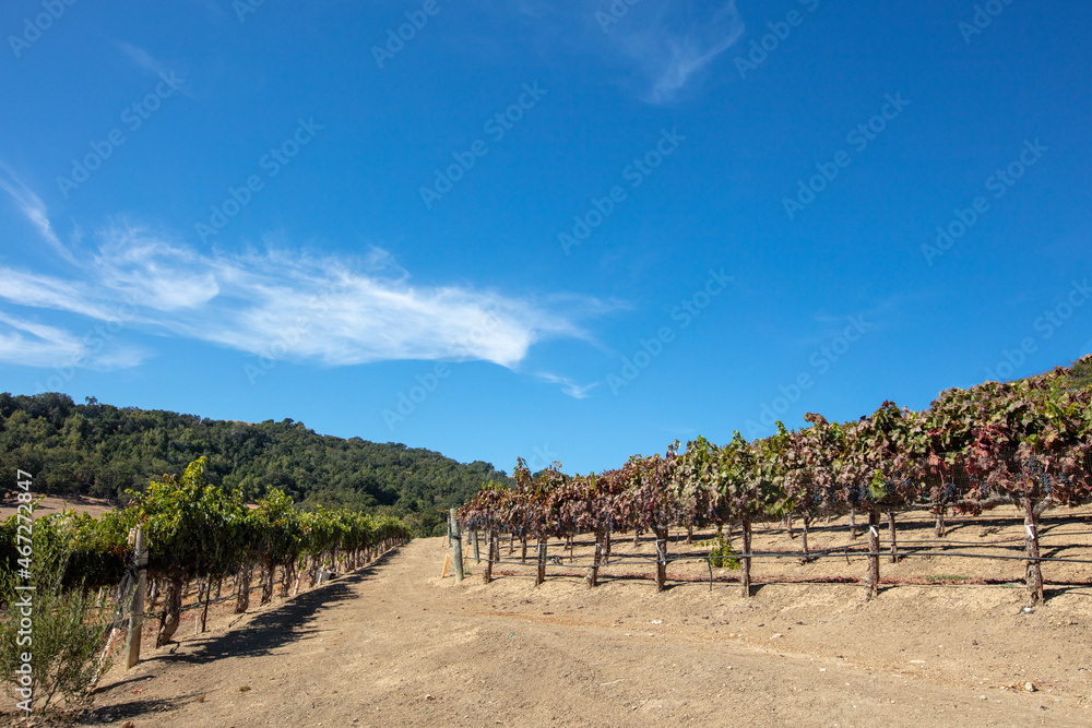 Dirt road through rows of vines in vineyard in wine country under blue sky