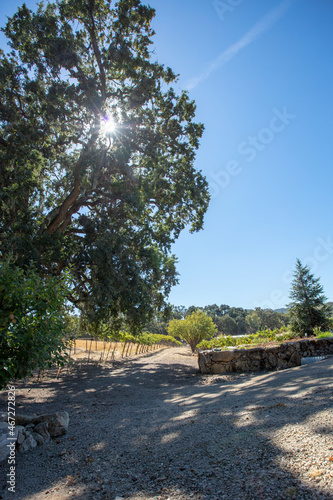 Rows of vines in vineyard in wine country under blue sky