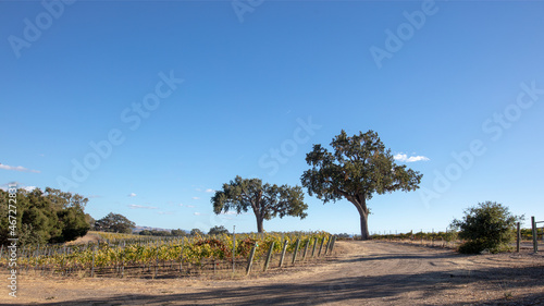 Trees under blue skies in vineyard in wine country