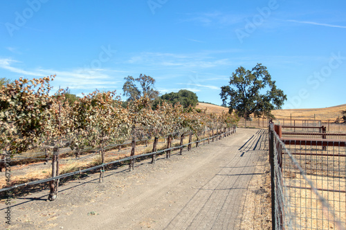 Dirt road through rows of vines in vineyard in wine country under blue sky