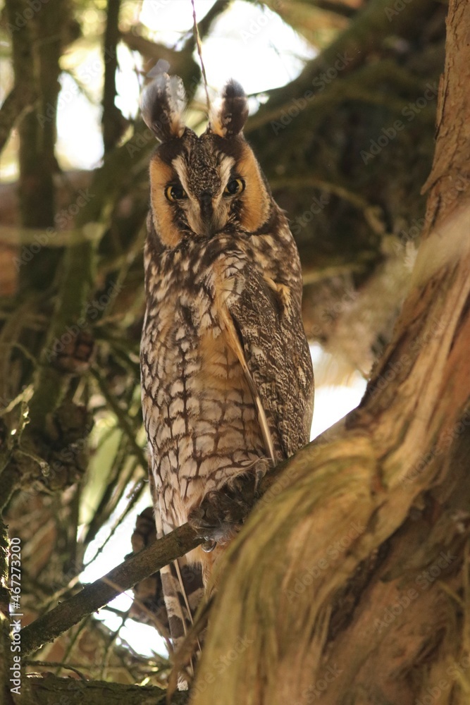 Long-eared Owl (Asio otus) in Monterey Cypress tree Long-eared Owl (Asio otus) in Monterey Cypress tree