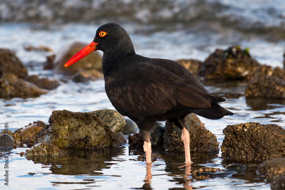Black Oystercatcher on the Ocean Shore Black Oystercatcher on the Ocean Shore