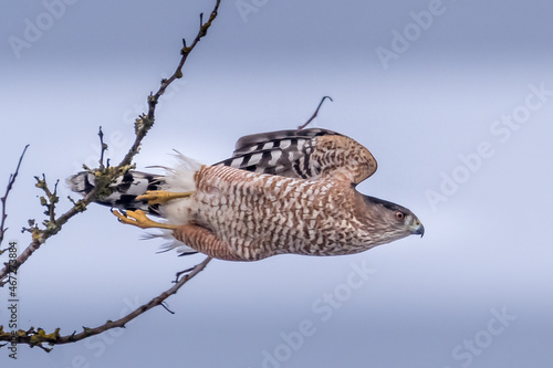 Sharp-shinned Hawk Diving