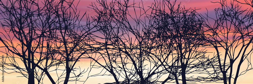 The contour of a tree against the background of a sunset sky, branches without leaves The contour of a tree against the background of a sunset sky, branches without leaves