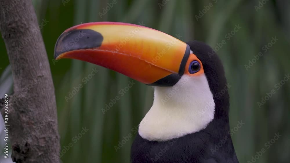 Head of a Giant toucan specimen looking around in the rainforests of Iguazu, South America. Concepts of exotic birds and wildlife trafficking. Head of a Giant toucan specimen looking around in the rainforests of Iguazu, South America. Concepts of exotic birds and wildlife trafficking.