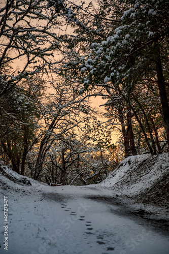 Footprints lead up the snow covered road towards a pink sunrise behind the trees