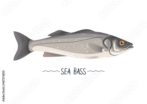 Seabass fresh raw vector icon, sign, simbol, object. Isolated on white. Healthy tasty white meat fish. Design element for label, package, menu