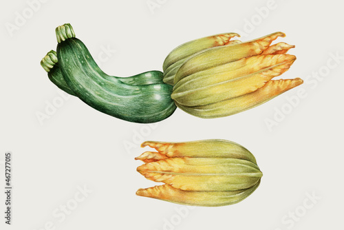 Zucchini vintage hand-drawn vector painting