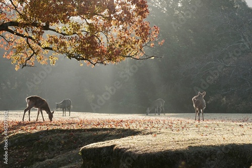 早朝の奈良公園