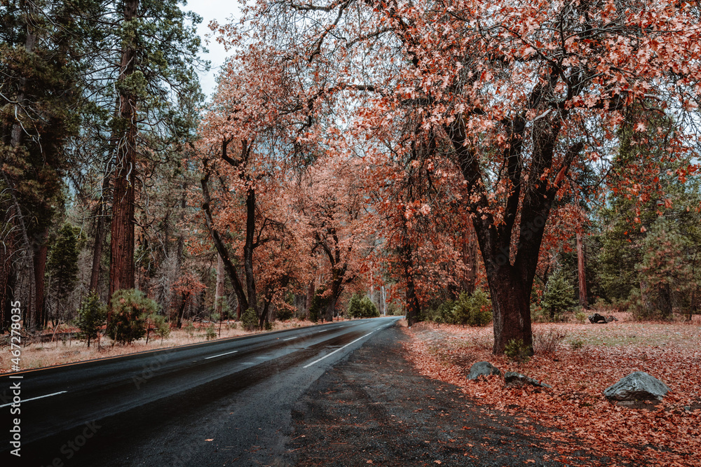 autumn, autumn forest, trees, park, autumn park. nature, yellow tones, walk, walk in the park	
