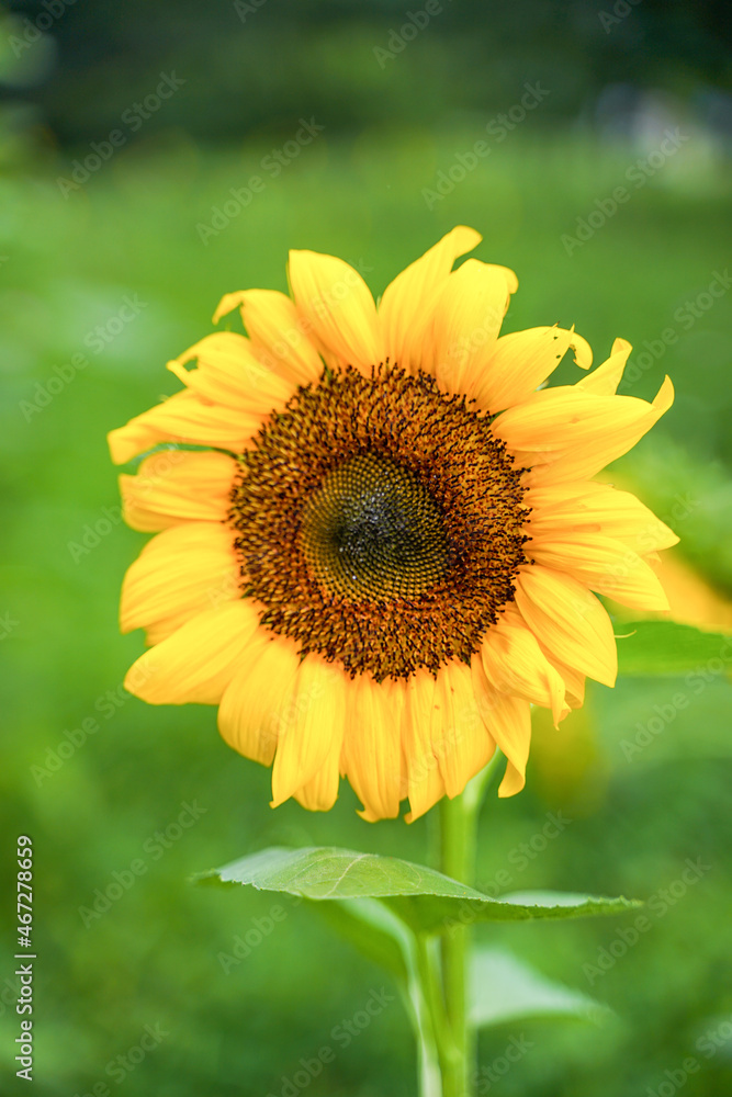 Fototapeta premium Sunflower blooming