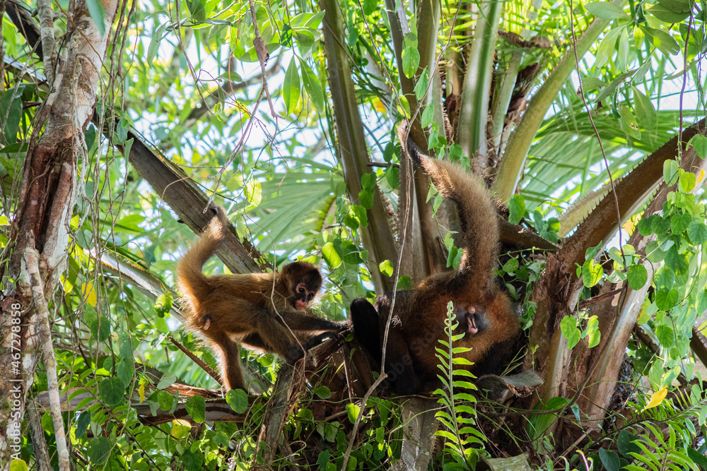 Tortuguero Treasures: Playful spider monkeys swing through the treetops, adding charm to Costa Rica's vibrant Tortuguero National Park.