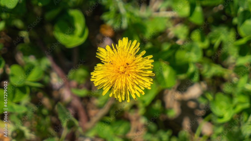 Dandelion flower blooming Dandelion flower blooming