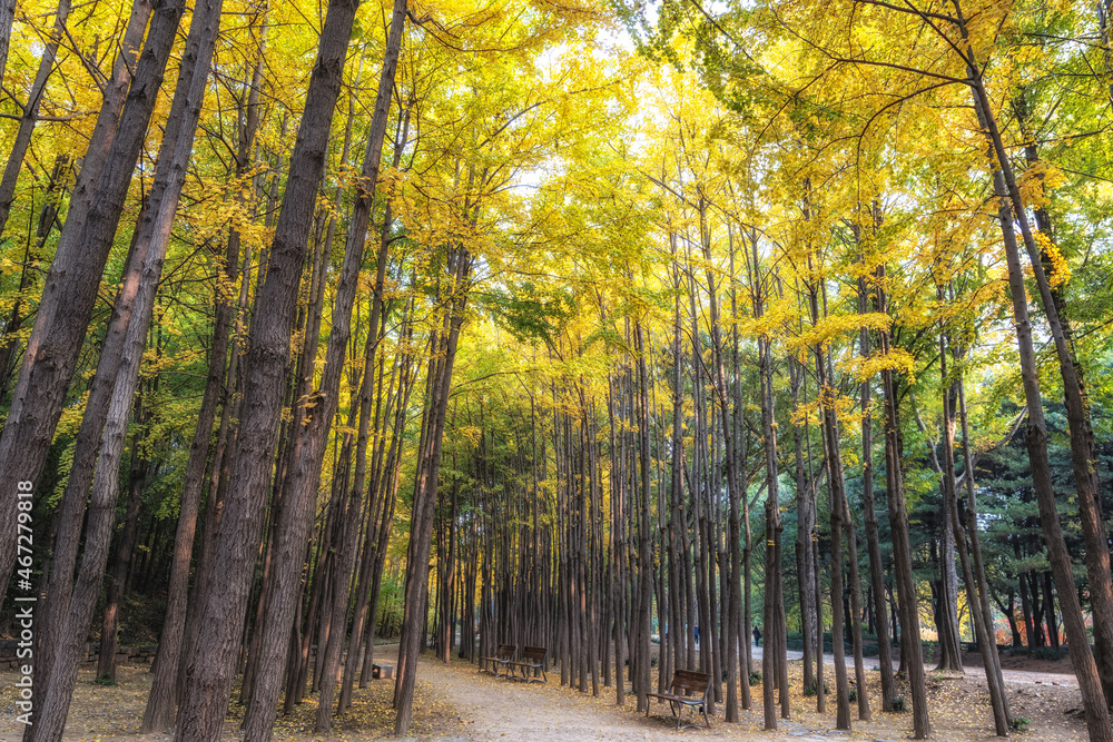 Fototapeta premium Ginkgo Tree Forest