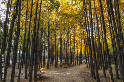 Photography Ginkgo Tree Forest