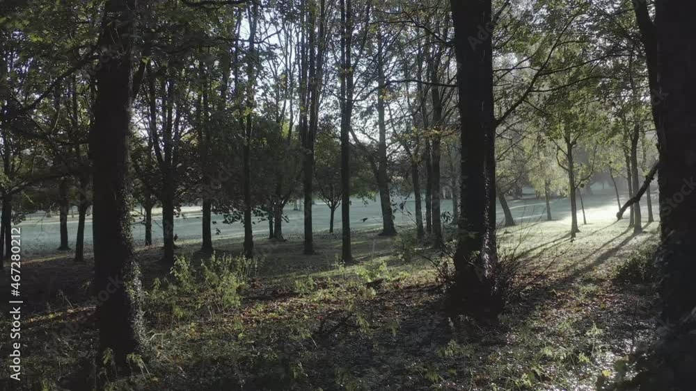 Frosty POV through mature forest near golf course, lens flare from sun Frosty POV through mature forest near golf course, lens flare from sun
