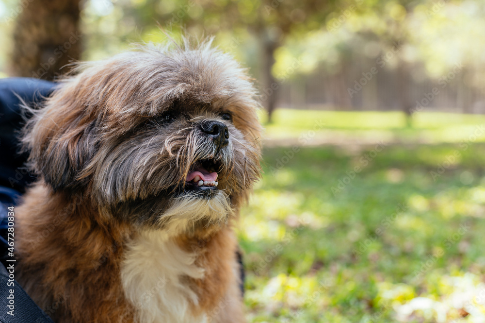 Portrait of small adult dog with background of a park