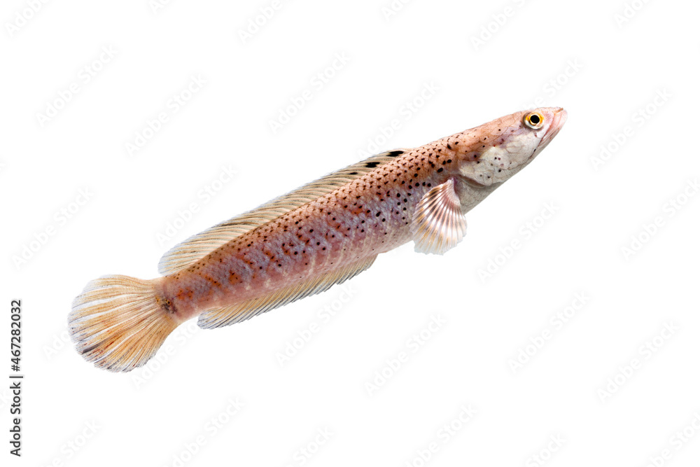 Snakehead fish .Channa pulchra is a species of snakehead fish in the family Channidae which is native to Myanmar. Snakehead fish .Channa pulchra is a species of snakehead fish in the family Channidae which is native to Myanmar.