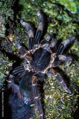 Tarantula