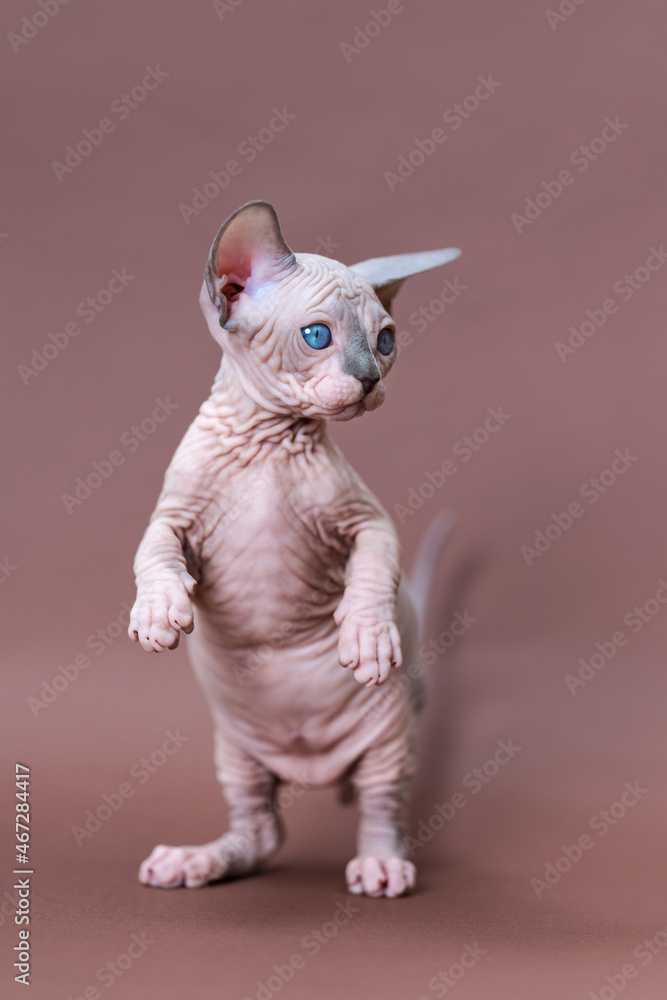 Portrait of funny cute male kitten of Canadian Sphynx standing on rear paws, looking away in surprise. Brown background. Front view, full length. Studio shot. Concept of emotional support animal.