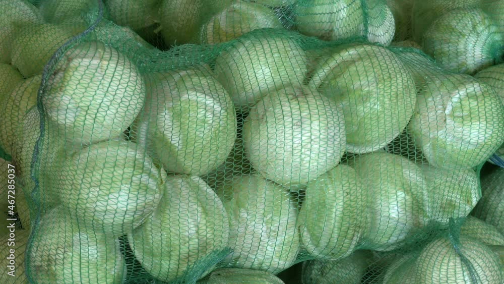 White cabbage in mesh bags, Brassica oleracea or capitata. Packed cabbage in bags for transportation.
White cabbage in mesh bags, Brassica oleracea or capitata. Packed cabbage in bags for transportation.