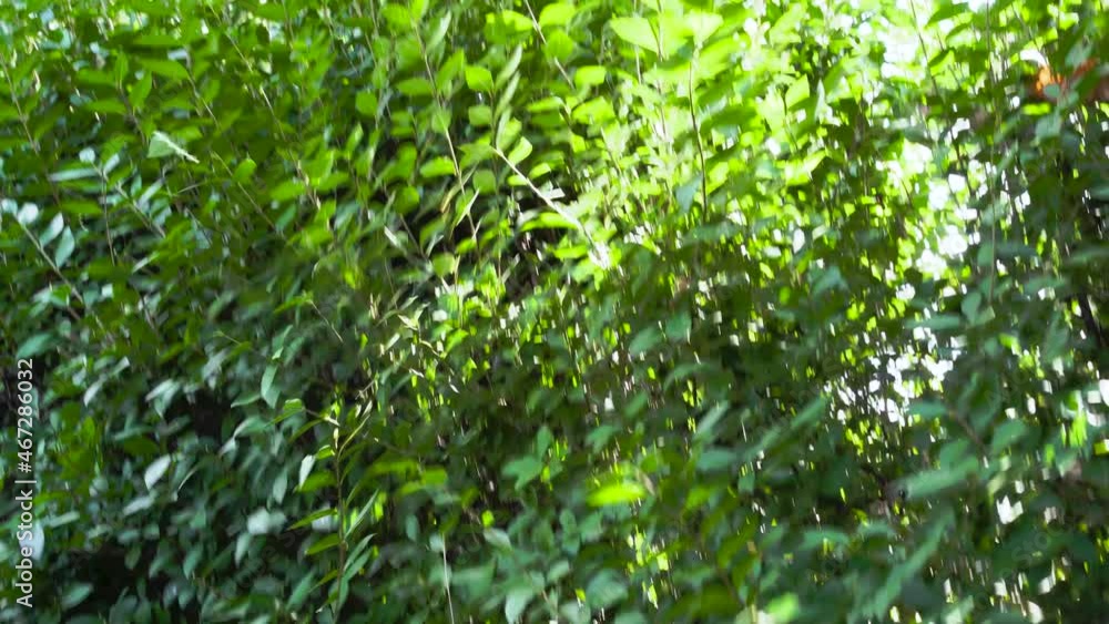 Man slowly pruning a lush bush with an electrical trimmer, tracking Man slowly pruning a lush bush with an electrical trimmer, tracking