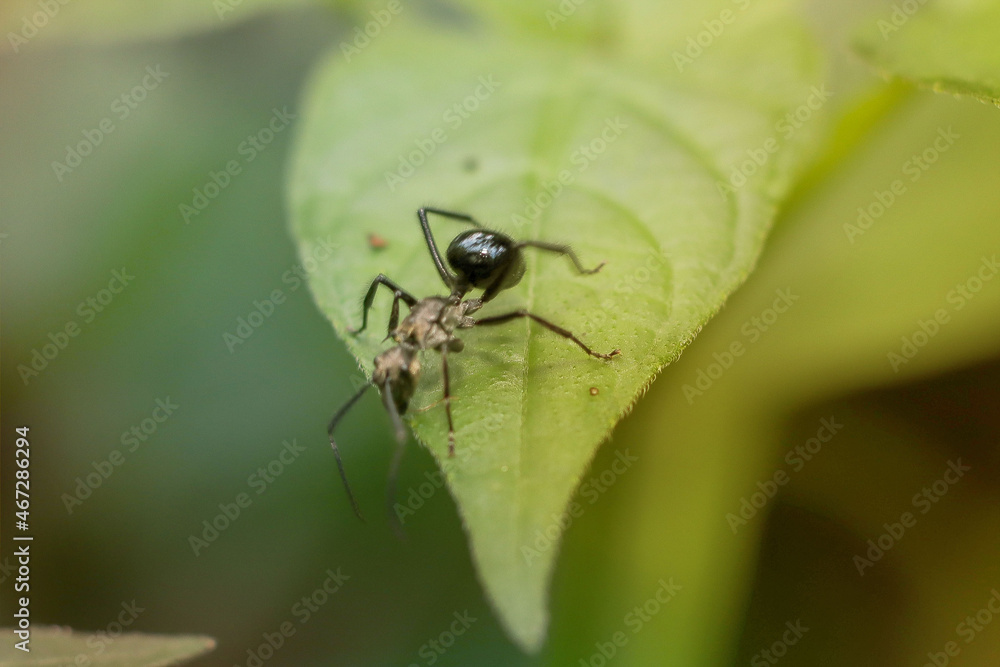 ant on a green leaf