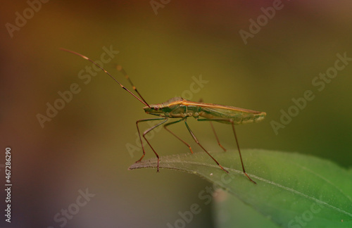 Wallpaper Mural dragonfly on a branch Torontodigital.ca