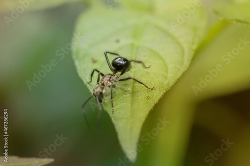 ant on a green leaf © Syukra
