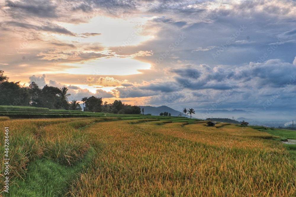 sunset over the field