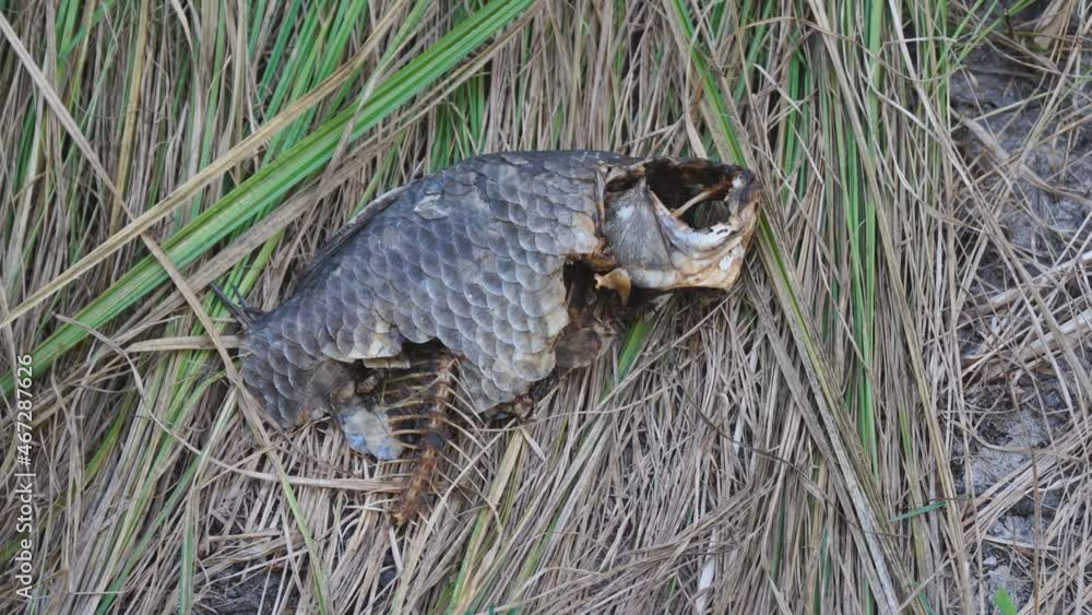 Dry dead fish with empty eye sockets and skeleton and scales on the grass Dry dead fish with empty eye sockets and skeleton and scales on the grass