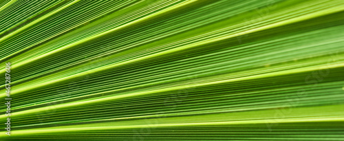 Palm leaf texture for background. Summer holiday and tropical nature concept.