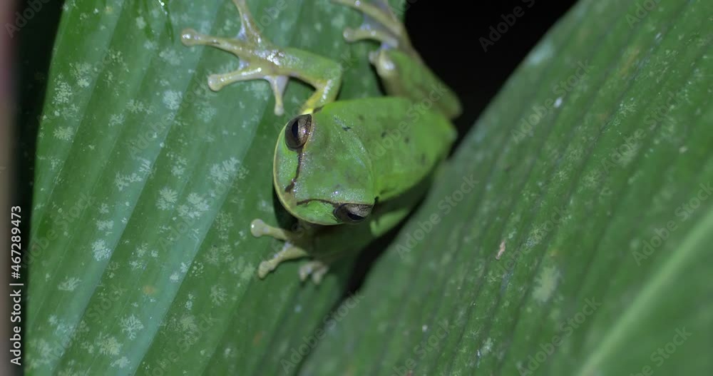 Masked Tree Frog, Smilisca Phaeota, Good Light, second angle, inside of the tropical forest Masked Tree Frog, Smilisca Phaeota, Good Light, second angle, inside of the tropical forest