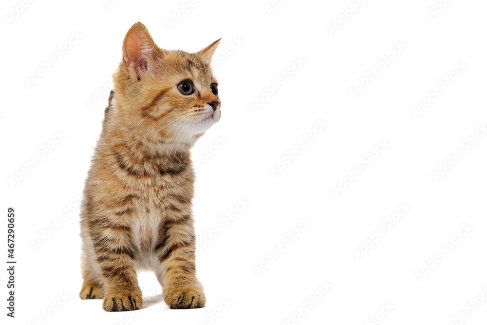 Obraz premium ginger striped purebred cat sitting on white isolated background
