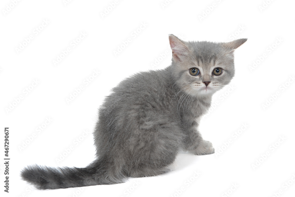 A gray purebred fluffy kitten sits on a white isolated background