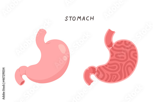 section of human stomach