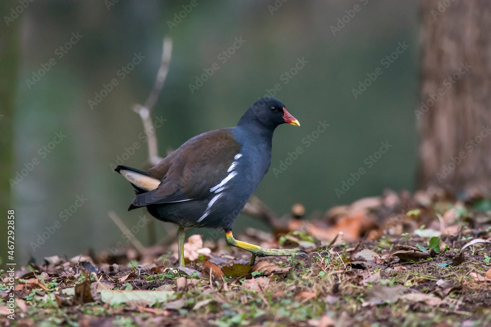 Fototapeta premium Common Moorhen photographed in Germany, in European Union - Europe. Picture made in 2016.