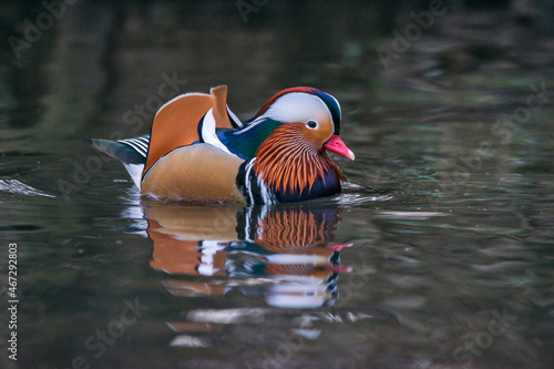 Wallpaper Mural Mandarin Duck photographed in Germany, in European Union - Europe. Picture made in 2016. Torontodigital.ca