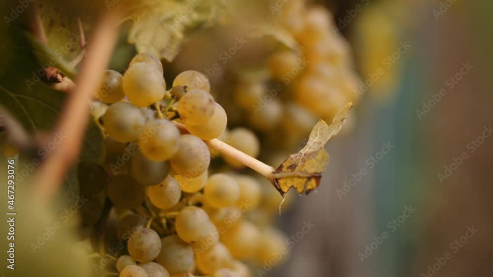 Close-up shot of white wine grapes in a vineyard row moving in breeze Close-up shot of white wine grapes in a vineyard row moving in breeze