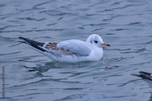 Black headed gull photographed in Germany, in European Union - Europe. Picture made in 2016.